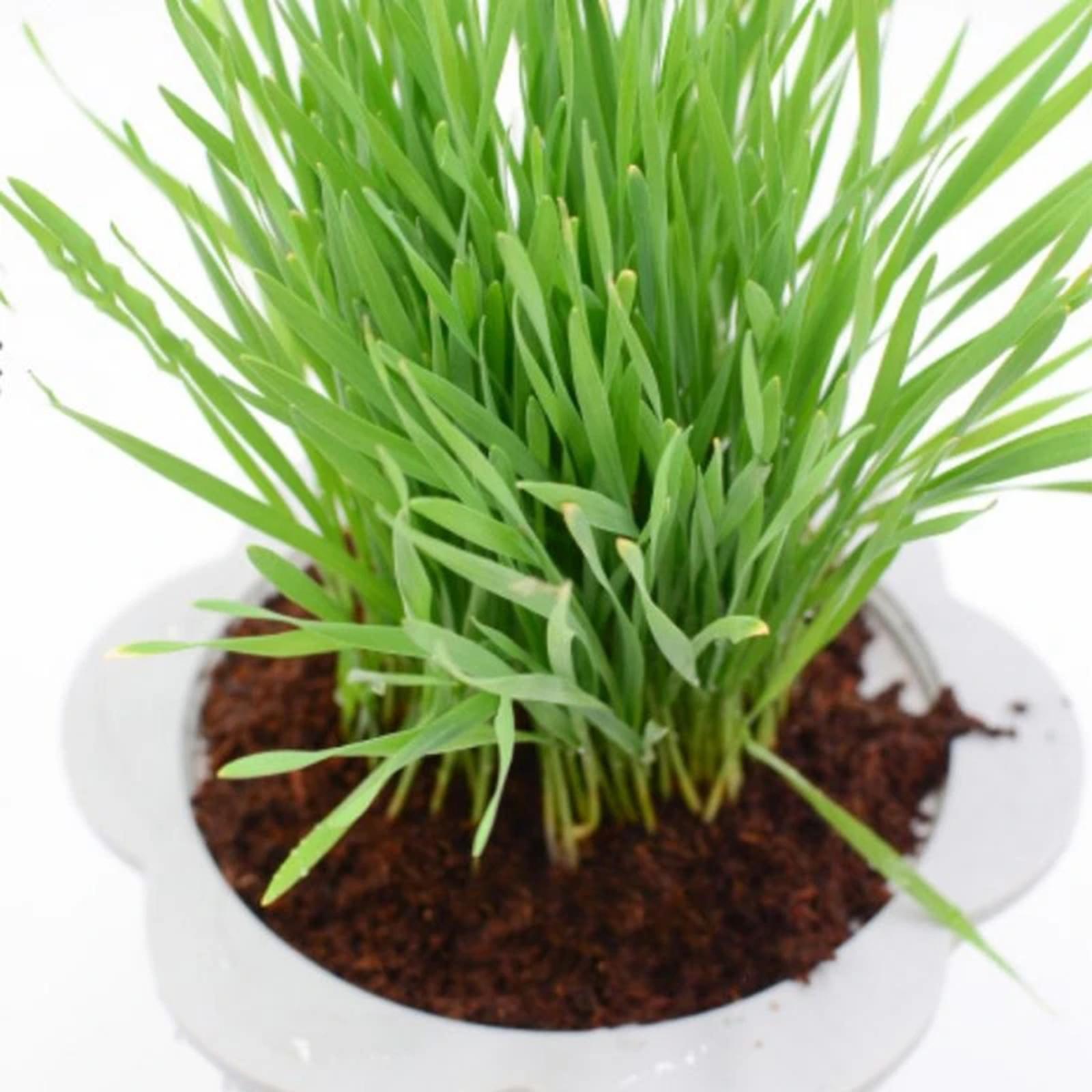 Coconut Fibre Coconut Coir Bri - Substrate Coconut Fiber recension och pris