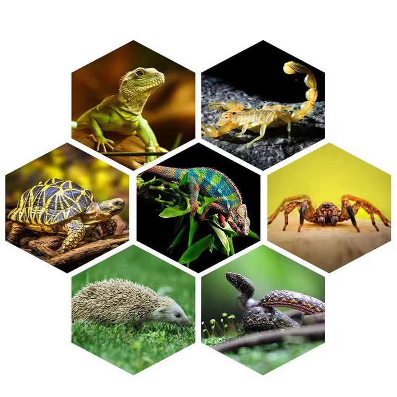E27 13W/26W Reptile Uvb Lamp   - Calcium Powder Reptile recension och pris