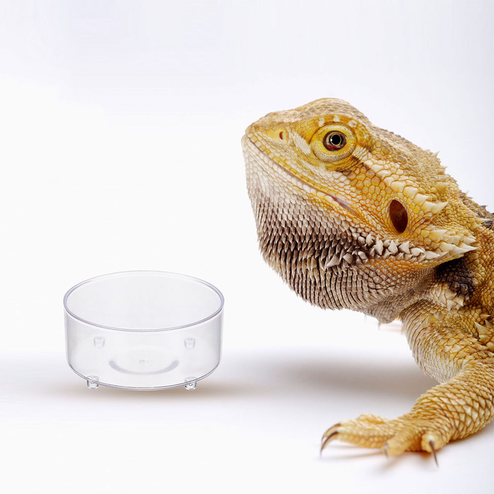 10Pcs Acrylic Reptile Food Dis - Water Dish Reptile recension och pris