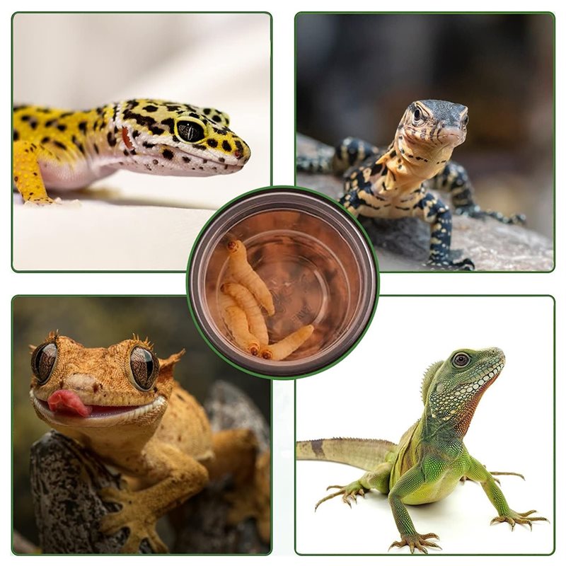 Crested Gecko Food And Water F - Water Dish Reptile recension och pris
